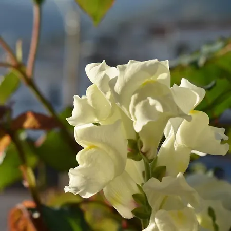 Rovoelea Apartment Himare